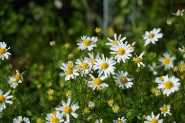 Oxeye papatyaları veya Leucanthemum vulgare ay papatyaları olarak da bilinir, Marguerite.