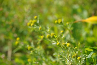 Alman papatyası ya da Matricaria papatyası Kokulu yosun olarak da bilinir.