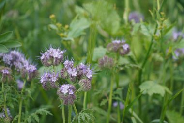 Fiddleneck ya da Phacelia tanacetifolia Tansy phacelia, Purple tansy, Facelia olarak da bilinir.