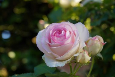 Gül bahçesinde bulunan arka plan bulanık 