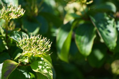 Pegwood, Blood Twig, Skewer wood, Catteridge tree, Houndberry, Dogberry, Gadrise, Gattar olarak da bilinir.