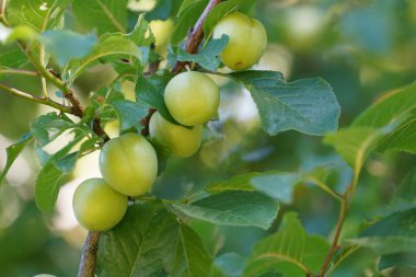 Prunus domestica veya Avrupa erikleri Damson olarak da bilinir.