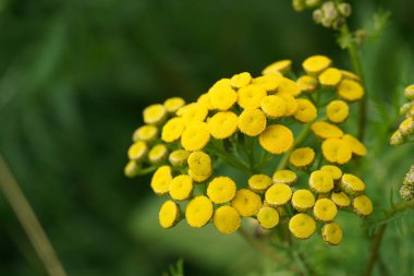 Tansy ya da Tanasetum vulgare de Altın düğmeler olarak bilinir.