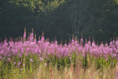 Kıllı willowhere ya da Epilobium hirsutum