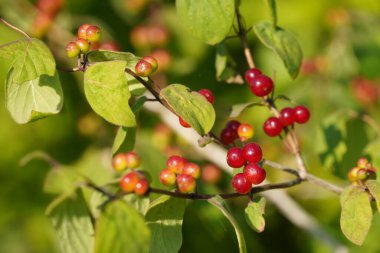 Bahçedeki bir ağacın kırmızı meyveleri 