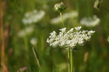 Kraliçe Anne 'in danteli. Vahşi havuç ya da Daucus carota olarak da bilinir.