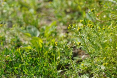 Alman papatyası ya da Matricaria papatyası Kokulu yosun olarak da bilinir.