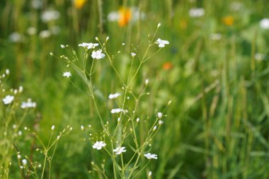 Zıplayan bahis ya da Saponaria officinalis Vahşi Tatlı William olarak da bilinir, karga sabunu.
