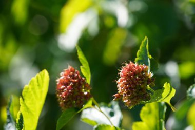 Sıradan bir ninebark ya da Physocarpus opulifolius