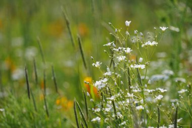 Zıplayan bahis ya da Saponaria officinalis Vahşi Tatlı William olarak da bilinir, karga sabunu.