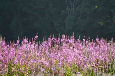 Kıllı willowhere ya da Epilobium hirsutum