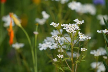 Zıplayan bahis ya da Saponaria officinalis Vahşi Tatlı William olarak da bilinir, karga sabunu.