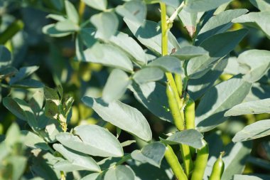 Güneş ışığında yeşil bitkiler üzerinde fasulye kabukları 