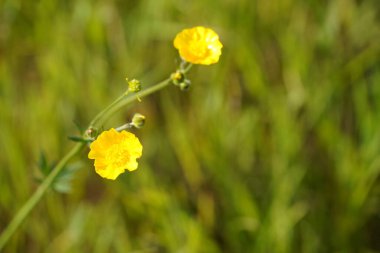 Shrubby cinquefoil veya Dasiphora fruticosa yaygın isimleri altın hardhack, widdy ve kuril tea içerir