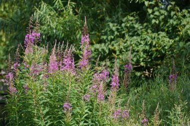 Kıllı willowhere ya da Epilobium hirsutum