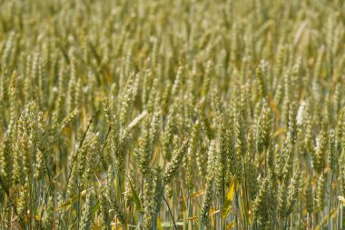 Ekmek Buğdayı veya Triticum aestivum olarak da bilinir.