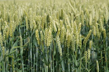 Ekmek Buğdayı veya Triticum aestivum olarak da bilinir.