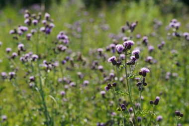 İnce devedikeni veya Carduus tenuiflorus