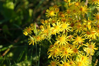 Kudüs enginarı ya da Helianthus tüberozusu Girasole, Pignut, Kanada patatesi, Topinambur olarak da bilinir.