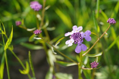 Küresel şeker ya da Iberis umbellata