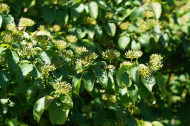 Pegwood, Blood Twig, Skewer wood, Catteridge tree, Houndberry, Dogberry, Gadrise, Gattar olarak da bilinir.