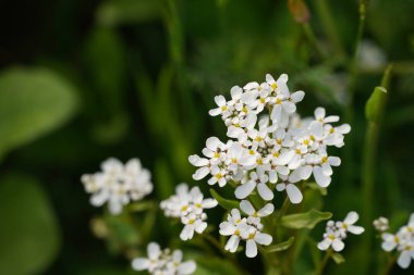 Zıplayan bahis ya da Saponaria officinalis Vahşi Tatlı William olarak da bilinir, karga sabunu.