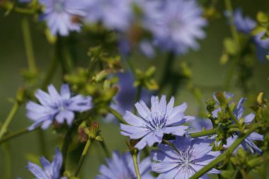 Kaya papatyaları ya da Brachyscome angustifolia