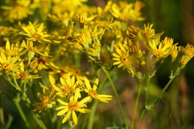 Kudüs enginarı ya da Helianthus tüberozusu Girasole, Pignut, Kanada patatesi, Topinambur olarak da bilinir.