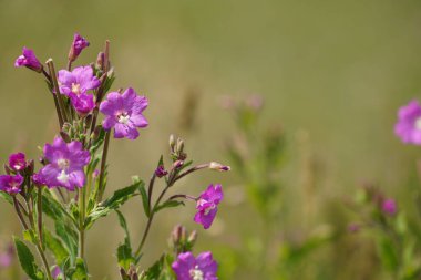Kıllı Willowhere ya da Epilobium hirsutum
