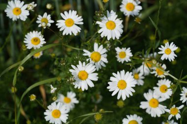 Oxeye papatyaları veya Leucanthemum vulgare ay papatyaları olarak da bilinir, Marguerite.