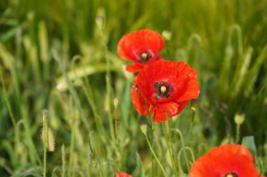 Tarlada kırmızı gelincik çiçekleri