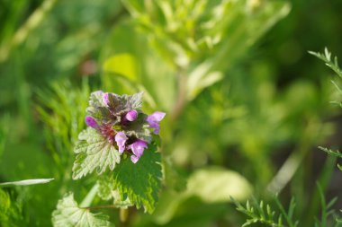 Bahçedeki güzel çiçekler