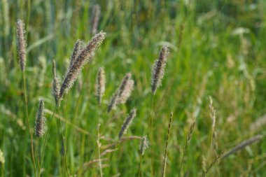 Timothy ya da Phleum pratense yaygın kedi kuyruğu olarak da bilinir, Herdsgrass