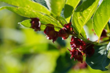 Twinberry hanımeli ya da Lonicera Dahilisi Inkberry olarak da bilinir.