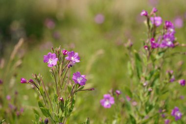 Kıllı Willowhere ya da Epilobium hirsutum