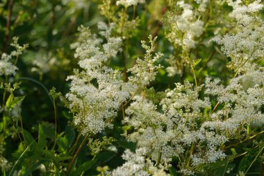 Meadowsweet ya da Filipendula ulmaria Bridewort olarak da bilinir, çayırın gururu, bal-tatlı