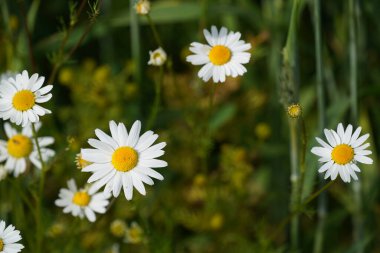 Oxeye papatyaları veya Leucanthemum vulgare ay papatyaları olarak da bilinir, Marguerite.