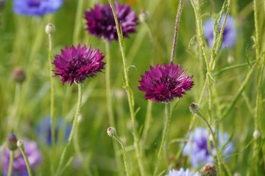 Mavi Şişe olarak da bilinen bahçe çiçekleri veya Centaurea siyanüsü.