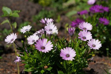 Osteospermum ecklonis, genellikle Cape Marguerite olarak bilinir.