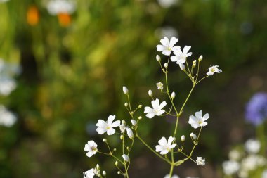 Zıplayan bahis ya da Saponaria officinalis Vahşi Tatlı William olarak da bilinir, karga sabunu.