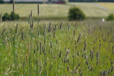 Timothy ya da Phleum pratense yaygın kedi kuyruğu olarak da bilinir, Herdsgrass