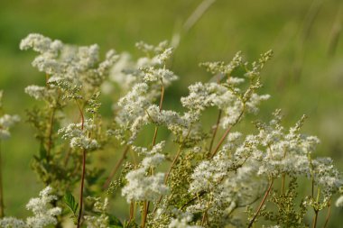 Meadowsweet ya da Filipendula ulmaria Bridewort olarak da bilinir, çayırın gururu, bal-tatlı