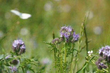 Fiddleneck ya da Phacelia tanacetifolia Tansy phacelia, Purple tansy, Facelia olarak da bilinir.