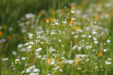 Zıplayan bahis ya da Saponaria officinalis Vahşi Tatlı William olarak da bilinir, karga sabunu.