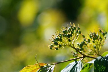 Pegwood, Blood Twig, Skewer wood, Catteridge tree, Houndberry, Dogberry, Gadrise, Gattar olarak da bilinir.