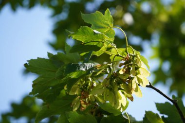 Sycamore veya Acer psödoplatanus Büyük Akçaağaç, Kilit ve Anahtar Ağacı olarak da bilinir.
