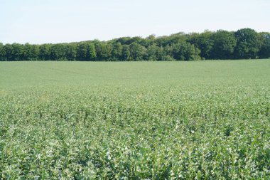 Gündüz yeşil yapraklı arazi görüntüsü 