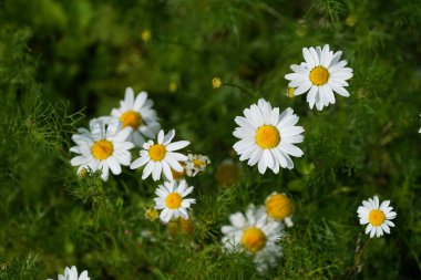 Oxeye papatyaları veya Leucanthemum vulgare ay papatyaları olarak da bilinir, Marguerite.