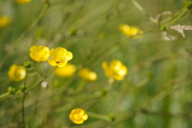Shrubby cinquefoil veya Dasiphora fruticosa yaygın isimleri altın hardhack, widdy ve kuril tea içerir