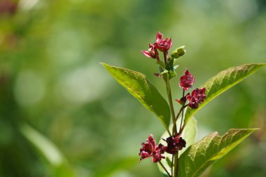 Twinberry hanımeli ya da Lonicera Dahilisi Inkberry olarak da bilinir.